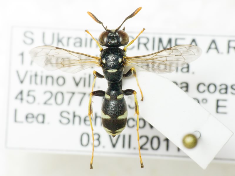 Hymenoptera